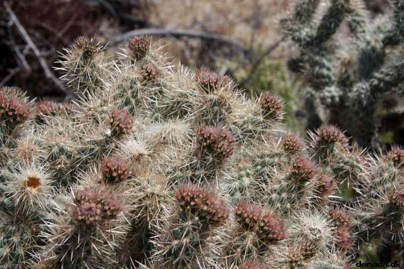 * Image 6