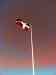 DSC00849_hven_dansk.jpg - 2011:05:08 15:52:51