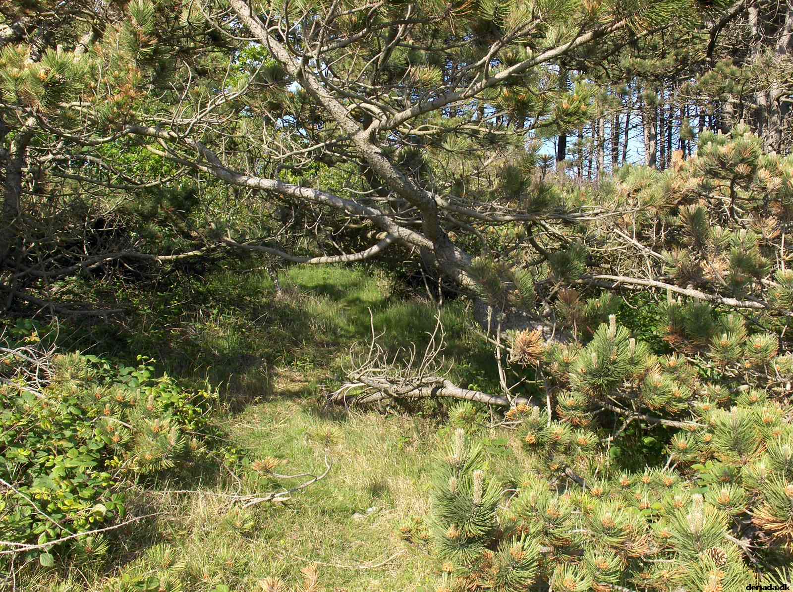 * Image 47