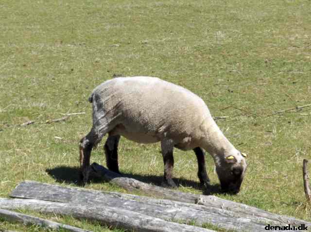 * Image 70