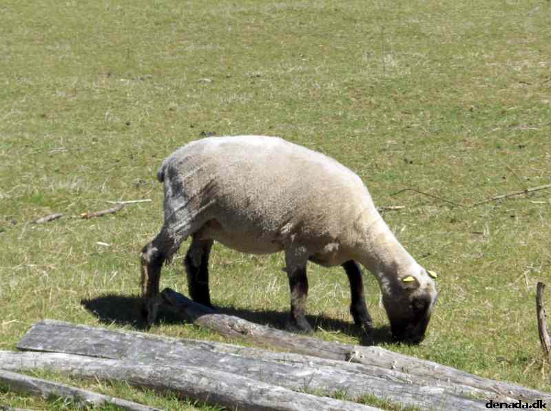 * Image 70