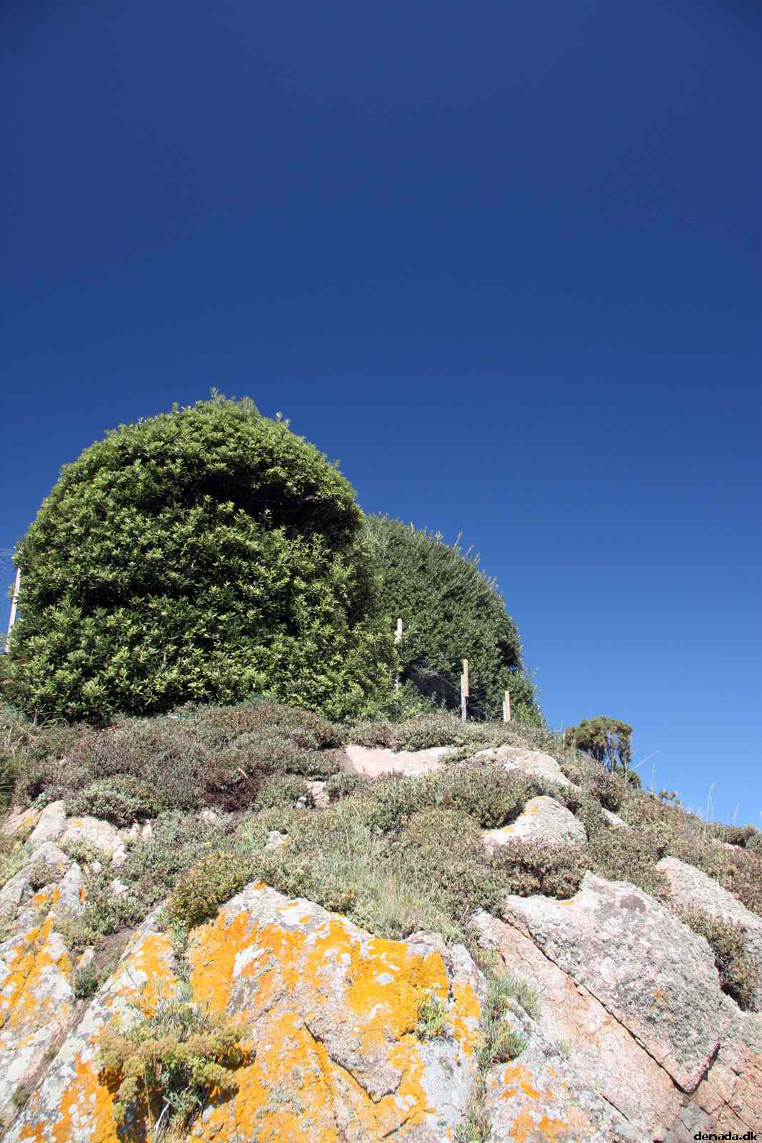 * Image 50