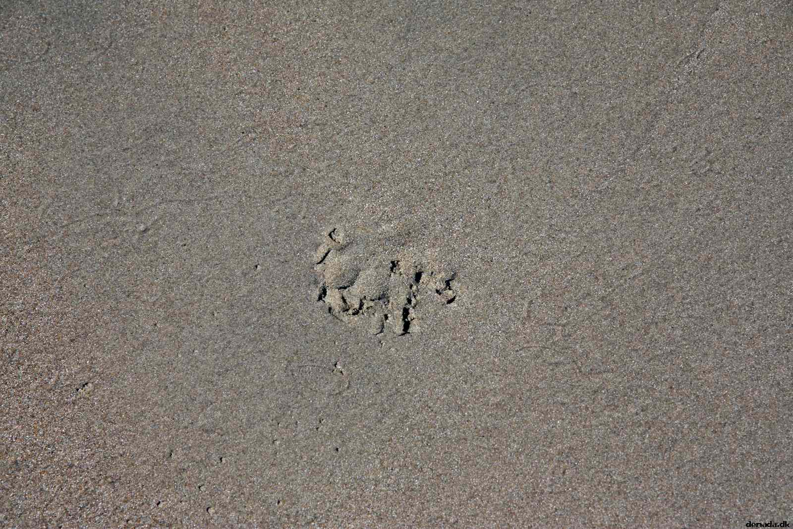 * Image 40