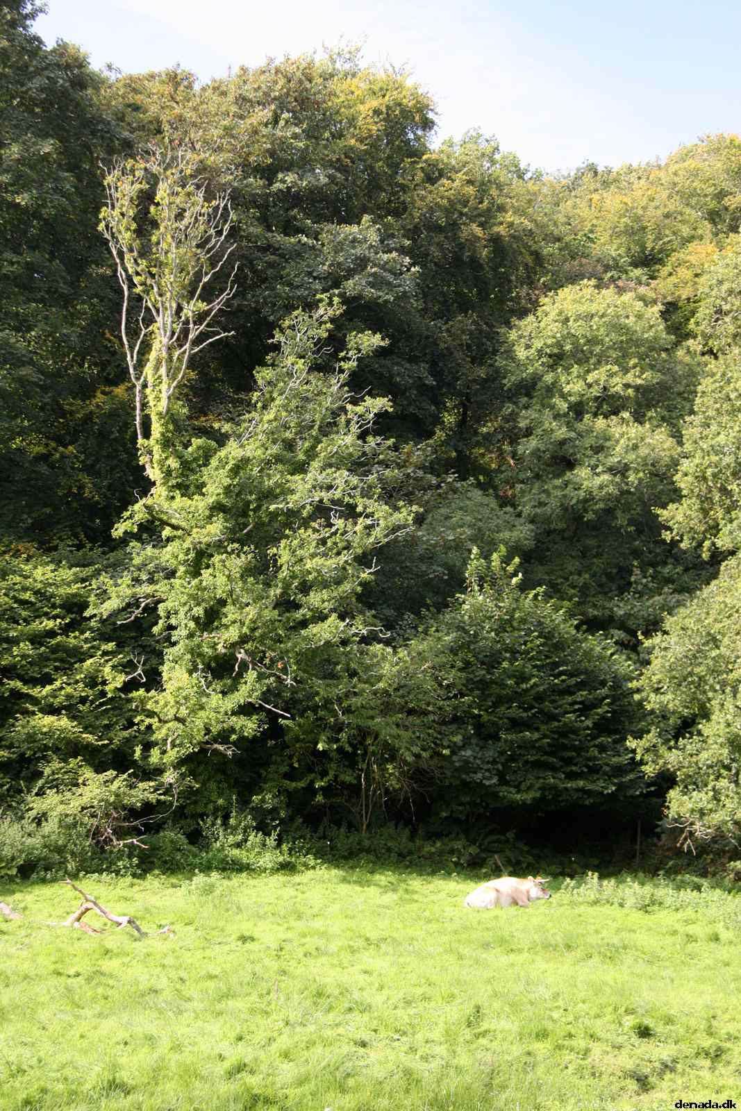 * Image 14