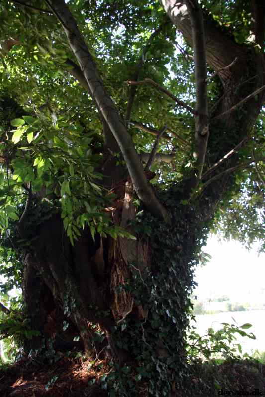 * Image 4