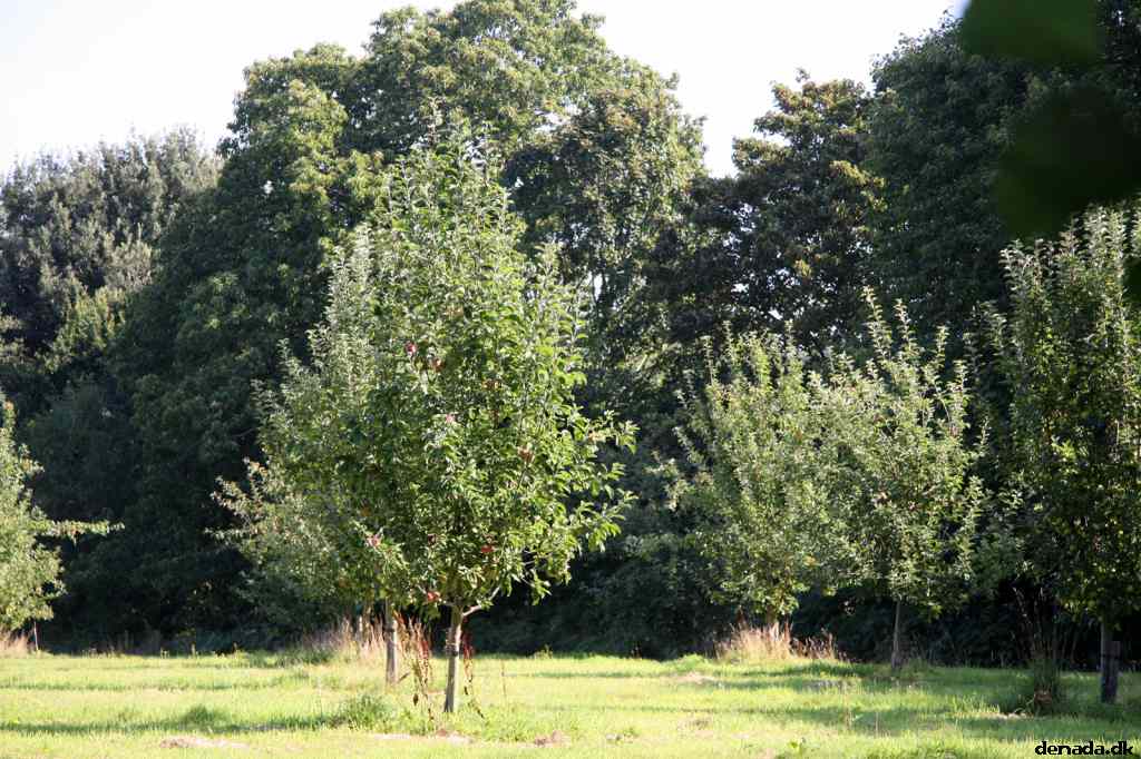 * Image 6