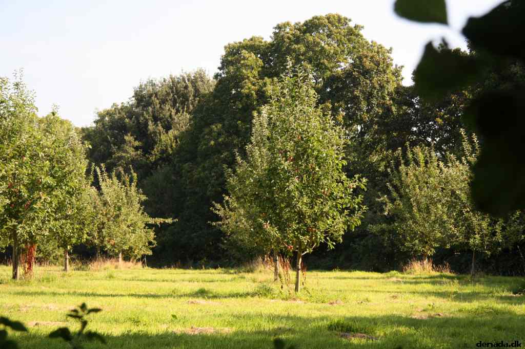 * Image 7