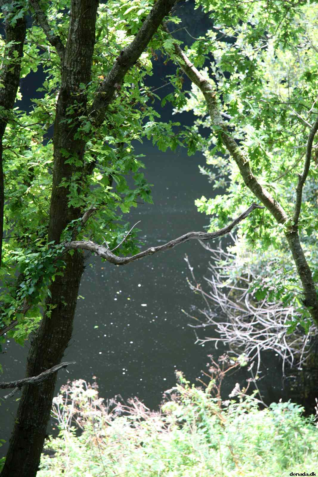 * Image 41