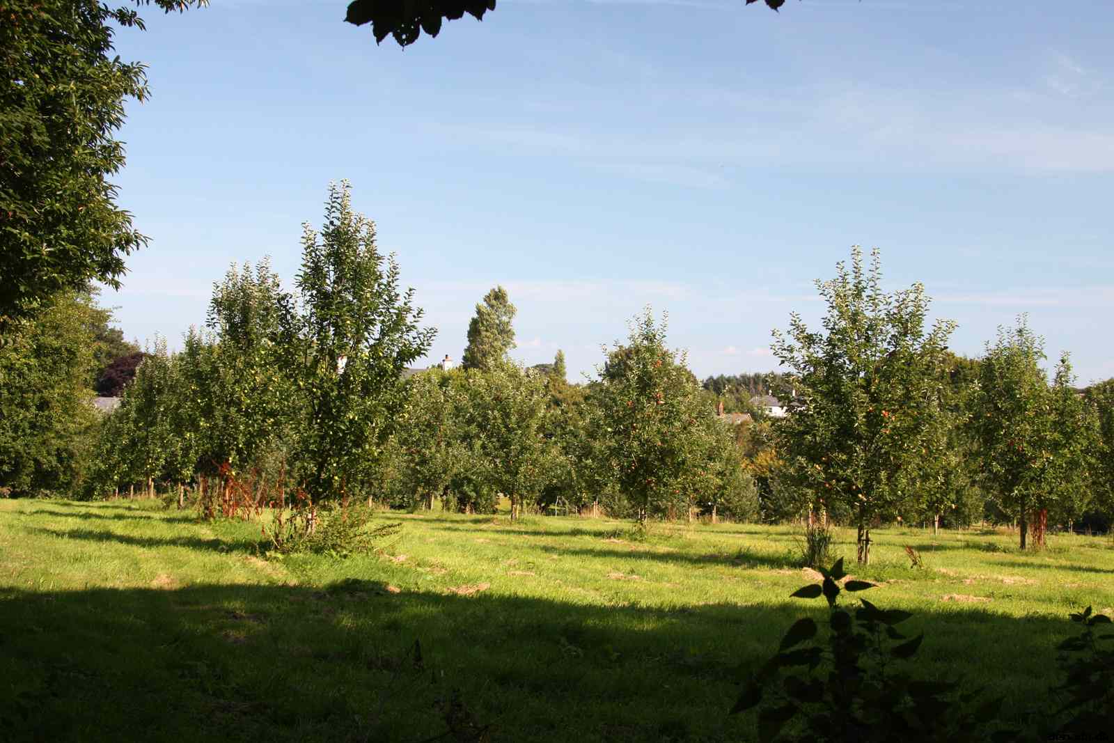 * Image 5