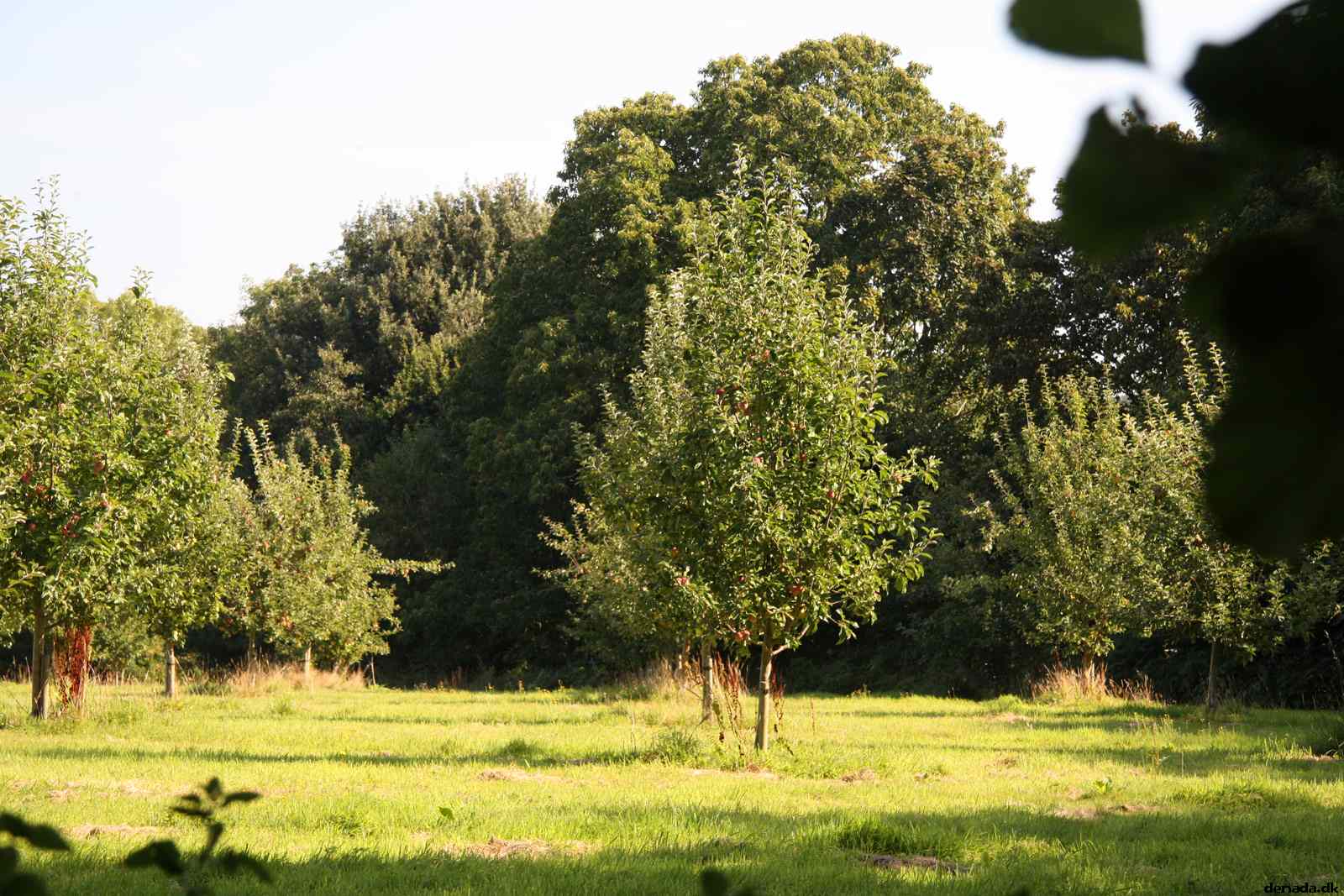 * Image 7