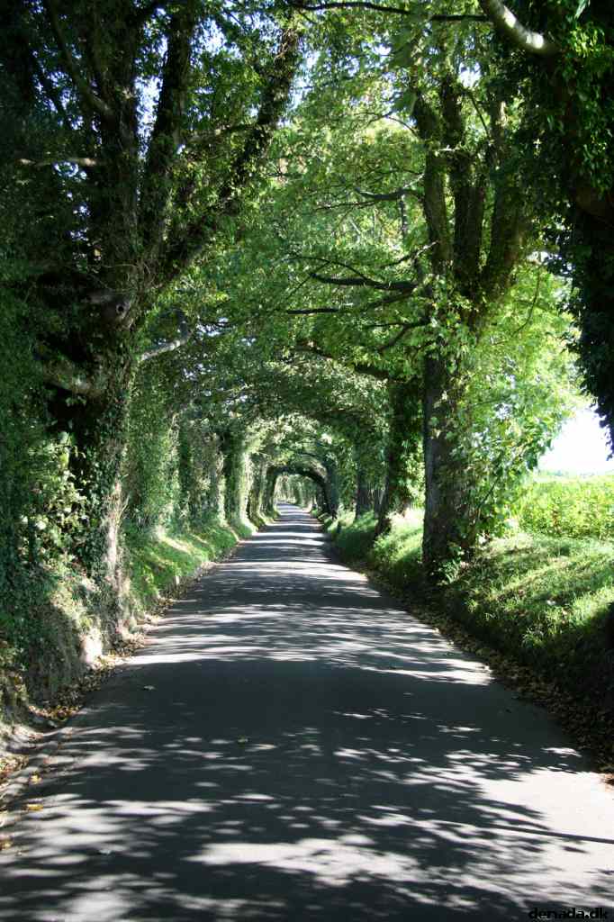 * Image 3