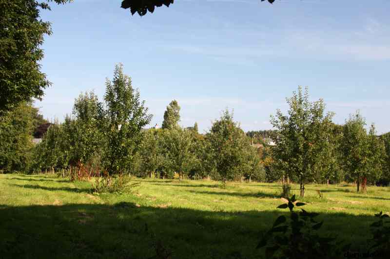 * Image 5