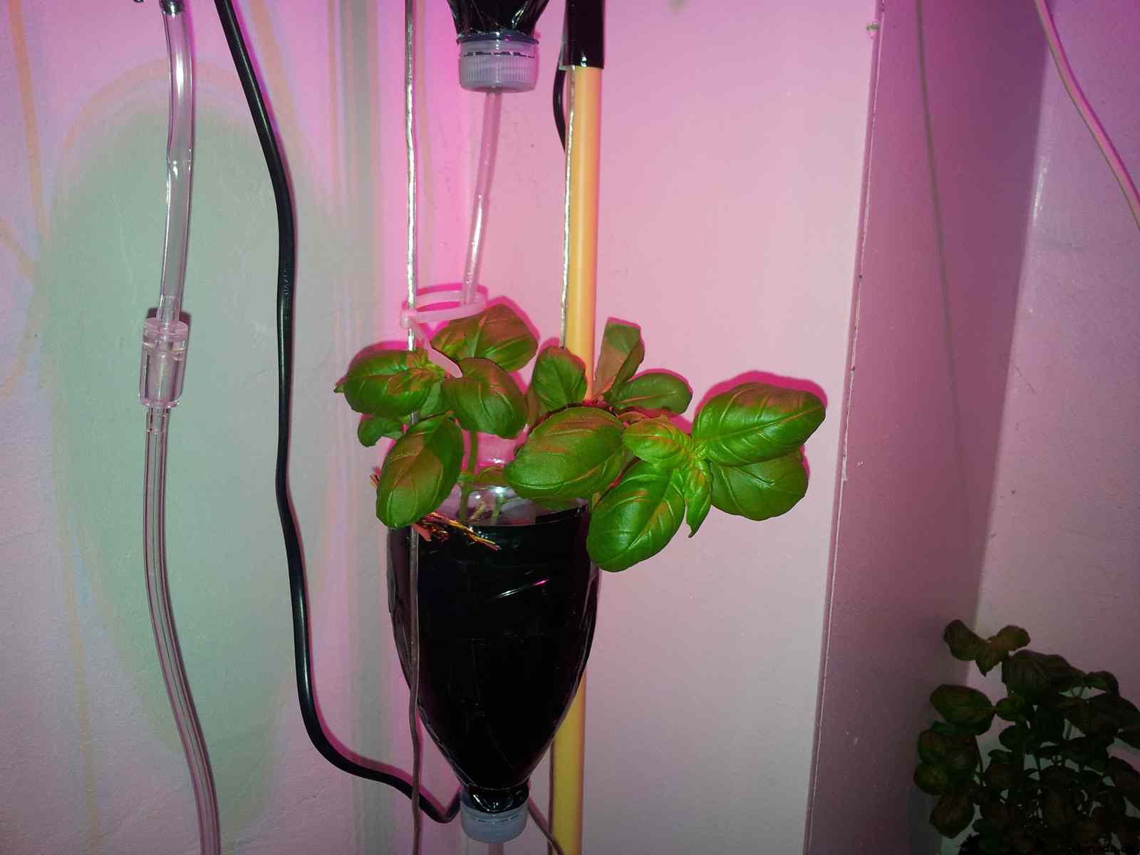 * Image 5