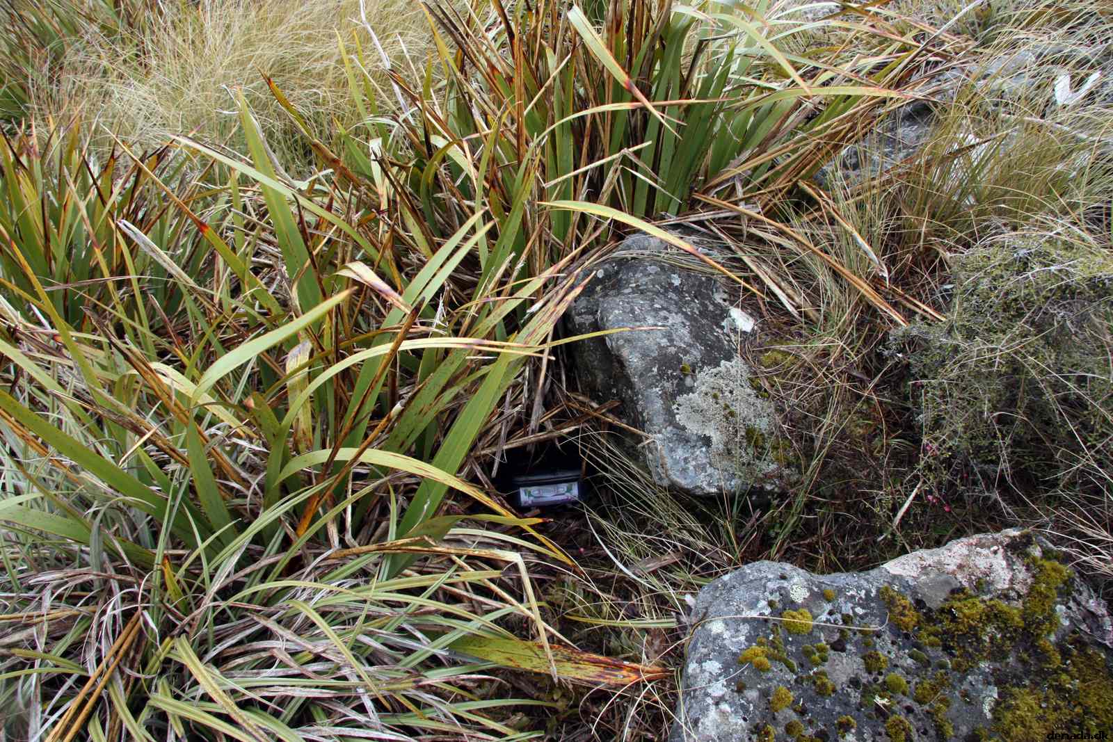 * Image 8