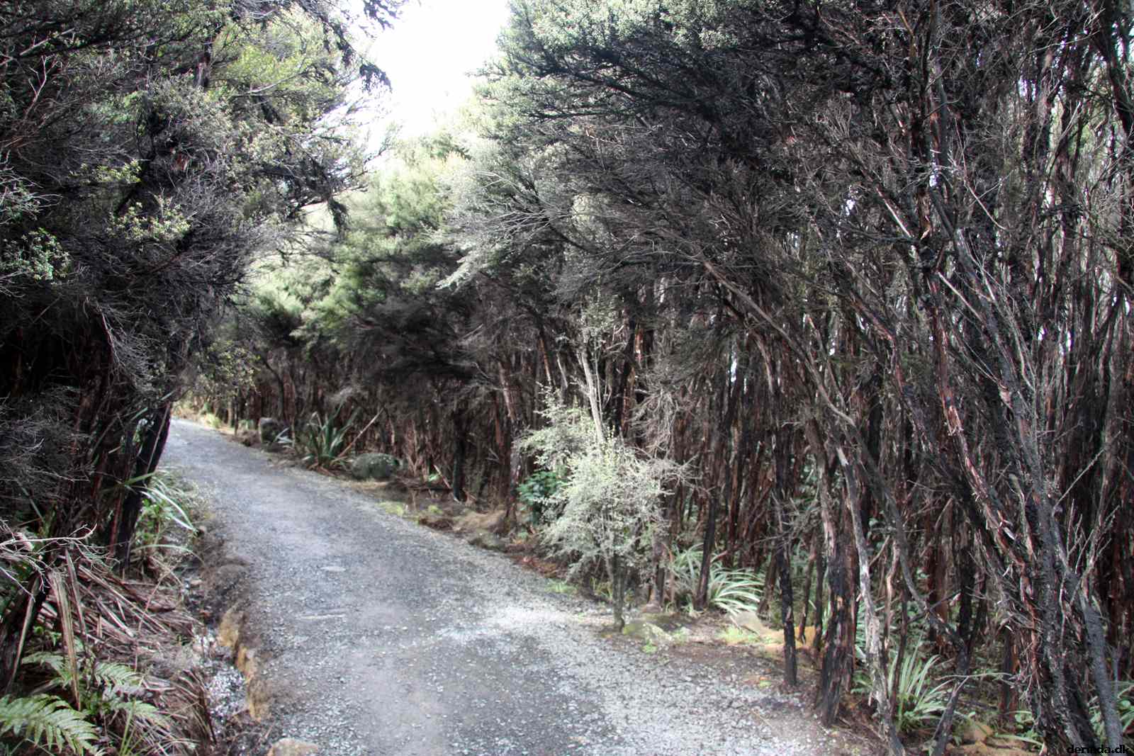 * Image 11