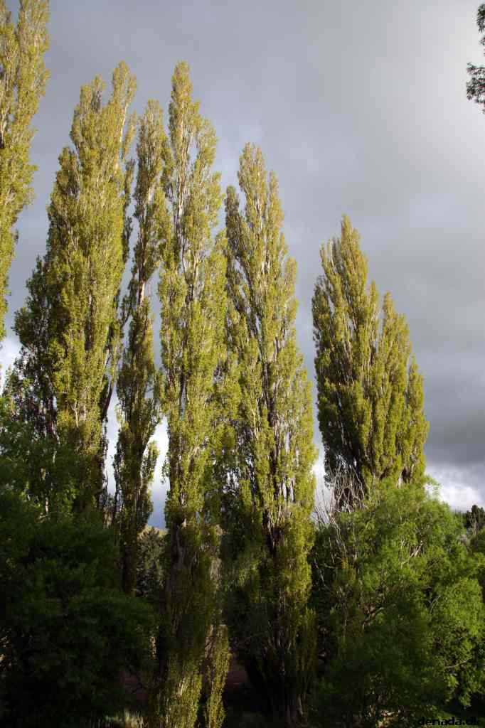 * Image 24
