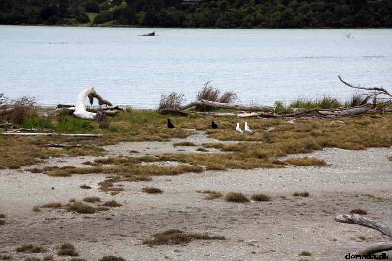 * Image 36