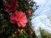 20130417_173931m.jpg - 2013:04:17 17:39:30