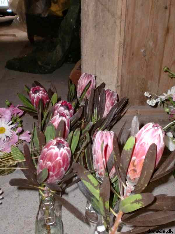 * Image 37