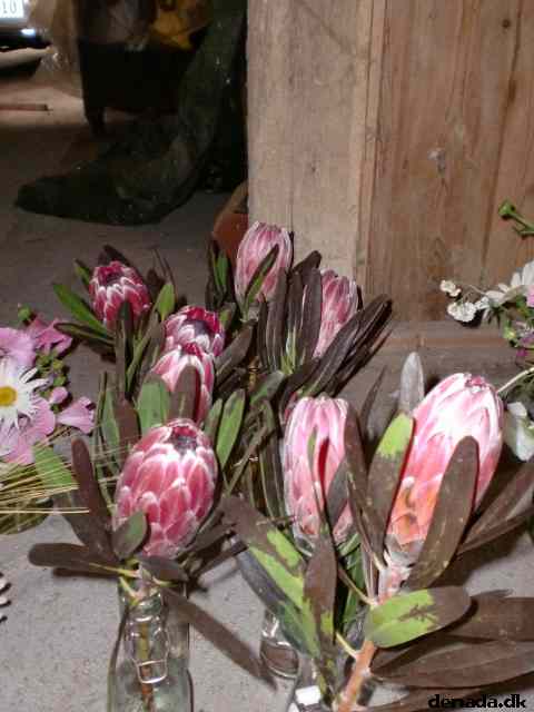 * Image 37