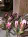 CIMG6729.JPG - 2013:08:03 09:28:45