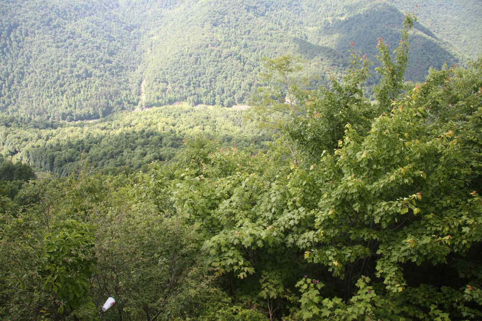 * Image 73