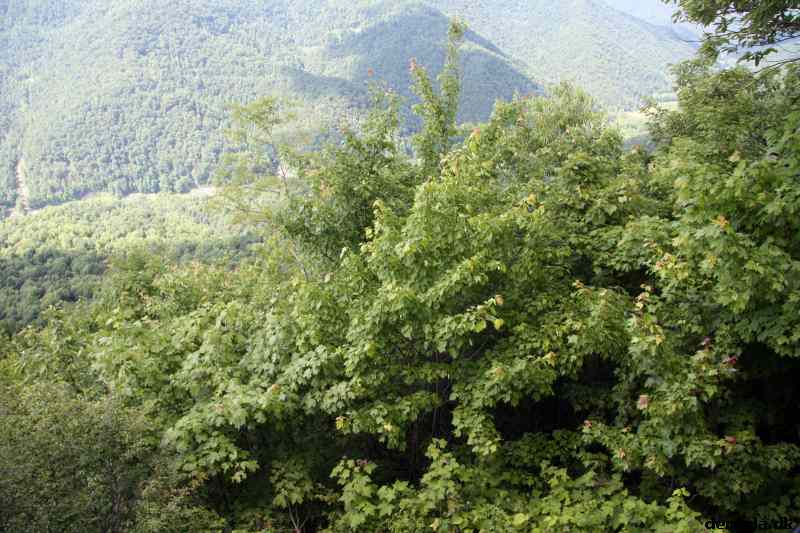 * Image 74