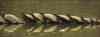 turtleorgy.jpg - 