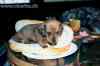 Hotdog.jpg - 