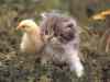 hot_chick_with_nice_pussy.jpg - 
