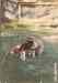 baddog.jpg - 