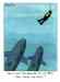 sharks.jpg - 