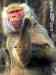 monkey.jpg - 