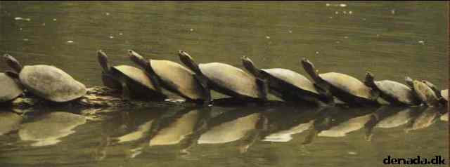 * Image 247