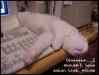 TOOCUTE.jpg - 