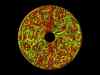 Magic_iris2.jpg - 