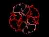 Magic_iris6.jpg - 