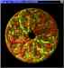 Magic_iris1.jpg - 