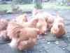 PHTO0042.JPG - 2003:01:29 21:49