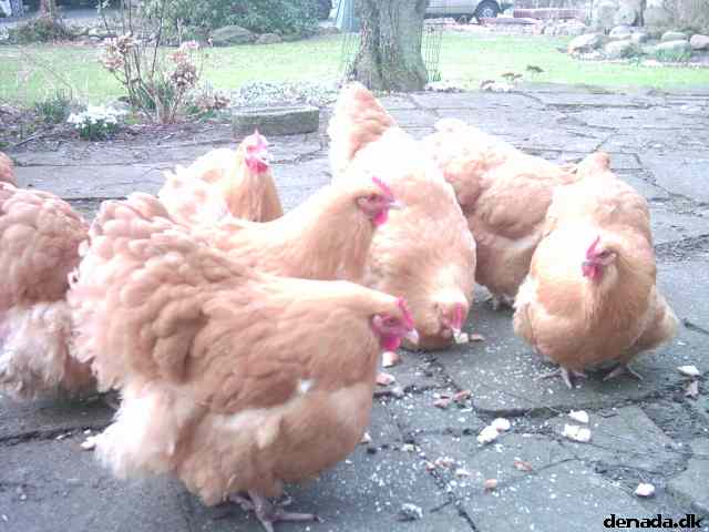 * Image 4