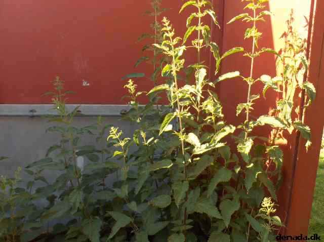 * Image 49