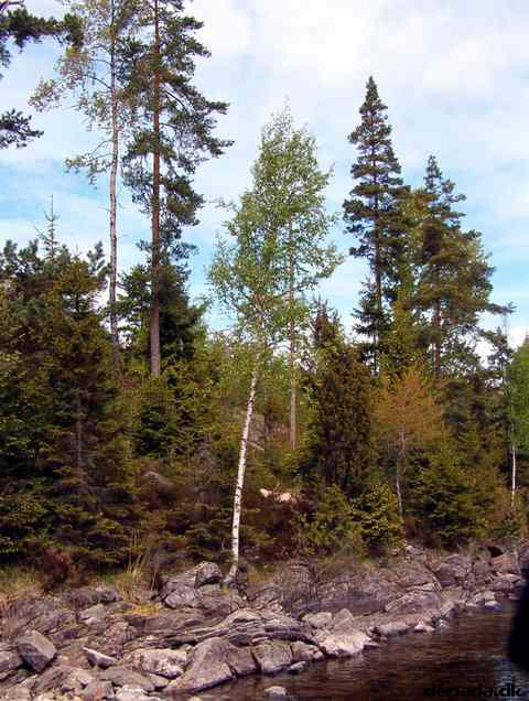 * Image 41