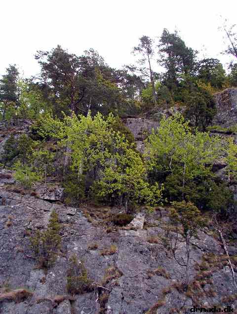 * Image 71