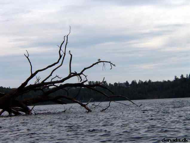* Image 80