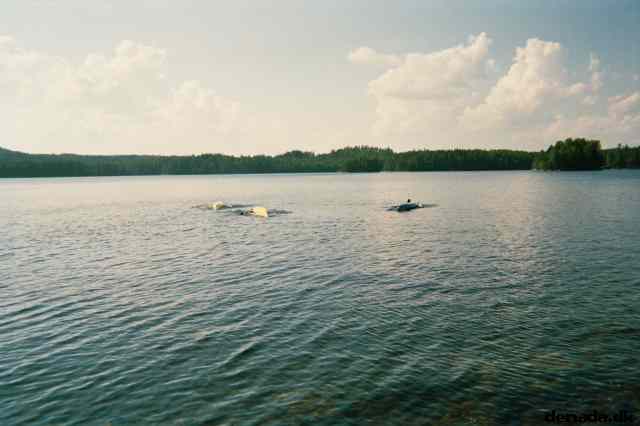 * Image 4