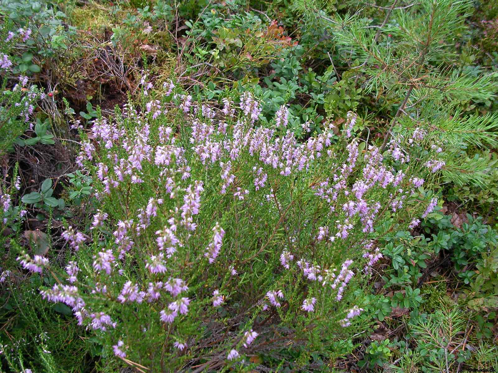 * Image 30