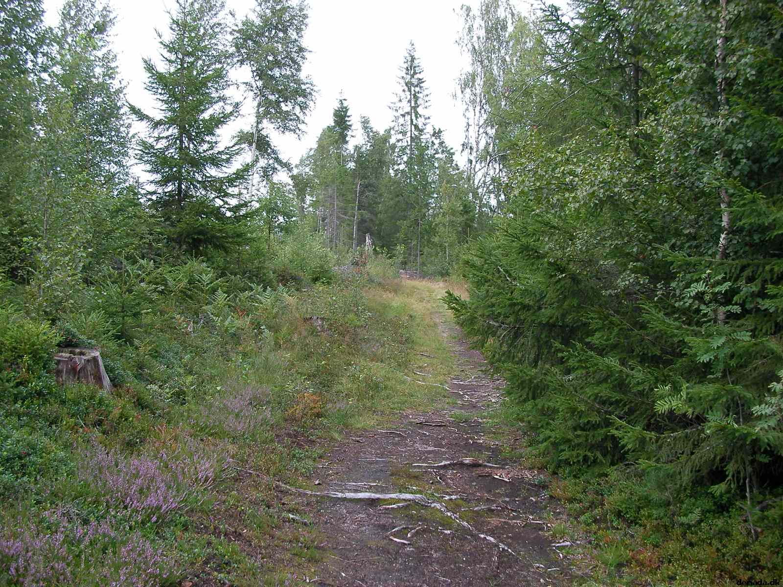 * Image 43