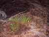SANY2138m.jpg - 2010:08:18 20:14:28