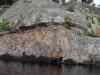 SANY2216m.jpg - 2010:08:26 13:53:47
