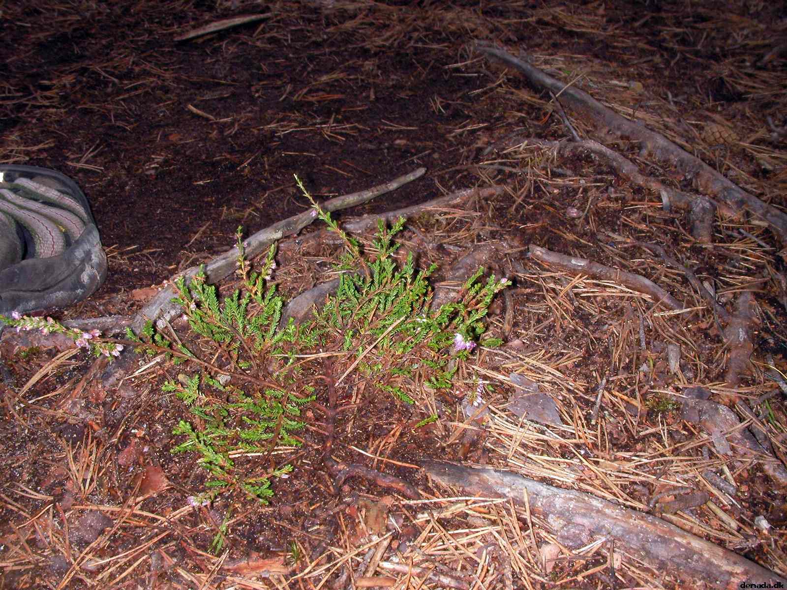 * Image 93